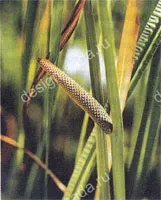 iazuri naturale