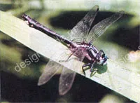 iazuri naturale