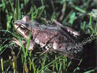 iazuri naturale