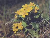 iazuri naturale