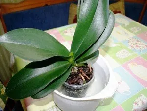 îngrijire Phalaenopsis la domiciliu, după magazin (orhidee)