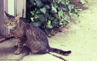 În cazul în care pisica a ajuns să semneze casa