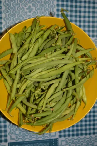 Fasole congelate - cum să înghețe fasole verde pentru iarna, un pas cu pas reteta fotografii (congelare) Fasole congelate - cum să înghețe fasole verde pentru iarnă, un pas cu pas reteta fotografii