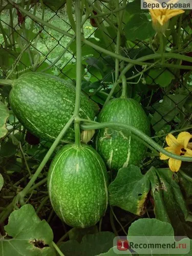 Fitsifoliya (figolistnaya dovleac) dovlecei, pepene verde - „până la 30 de fructe pe plantă, în nord-vestul România (fitsifoliya) Fitsifoliya (figolistnaya dovleac) dovlecei, pepene verde - „până la 30 de fructe pe plantă în nord-vestul România