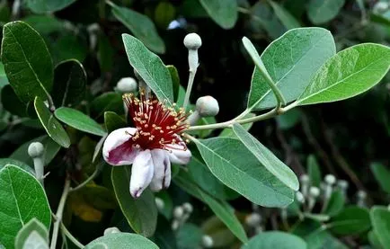 Feijoa - cum să crească în casă, îngrijirea corespunzătoare
