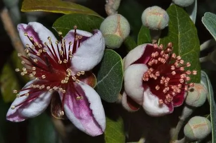 Feijoa - cum să crească în casă, îngrijirea corespunzătoare