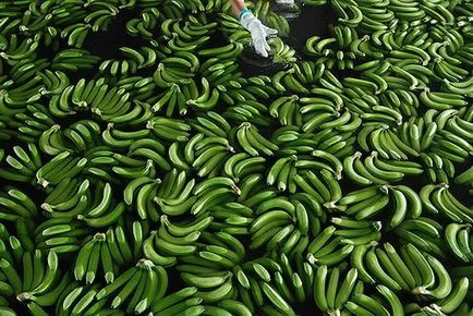 Photofact ambele banane cultivate și recoltate (crescute) Photofact ambele banane cultivate și recoltate