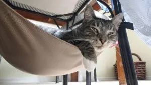 Hamac la Cat