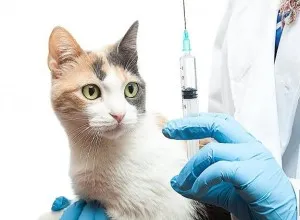 Gamavit pentru pisici și pisici compoziție, instrucțiuni de utilizare, ca comentarii medicamente înjunghiere (gamavit pentru pisici) Gamavit pentru pisici și pisici compoziție, instrucțiuni de utilizare, ca comentarii junghi de droguri