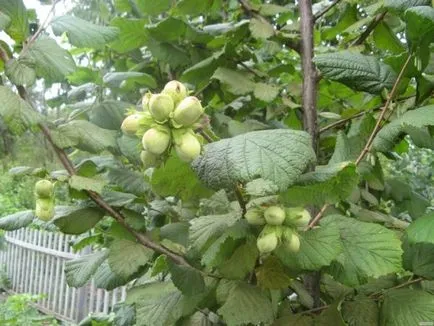 Hazelnut cum să crească nuc acasă, cum să planteze
