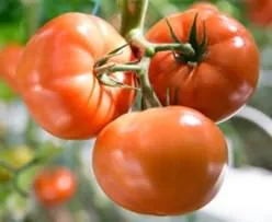 soiuri de tomate olandeze pentru sere informații generale, clasificare, soiurile populare și descrierile lor