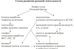 Miometru hipertonus cauze, simptomele și tratamentul (motive hiper miometru) Miometriala hipertonus cauze, simptome și tratament