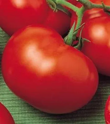 soiuri de tomate olandeze pentru câmp deschis