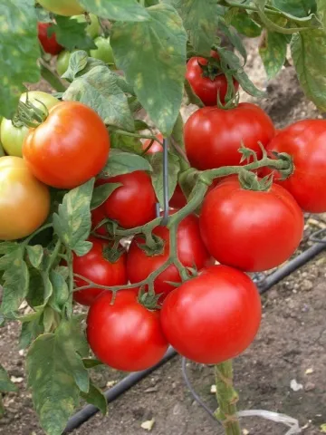 soiuri de tomate olandeze pentru câmp deschis