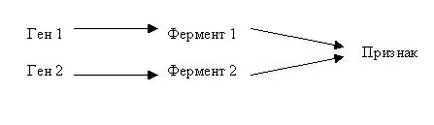 Genotip ca interacțiune gene sistem echilibrat