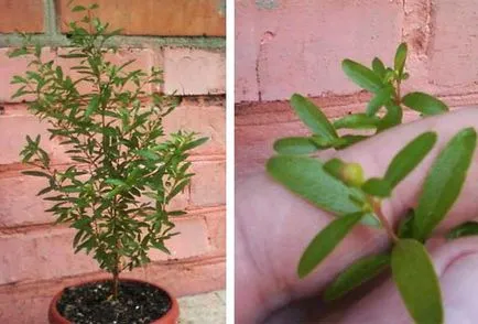 întreținerea camerei granat, multiplicare, transplantare, tăiere (îngrijire) întreținerea camerei granat, multiplicare, transplantare, tăierea