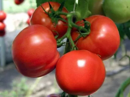 soiuri de tomate olandeze pentru sere informații generale, clasificare, soiurile populare și descrierile lor