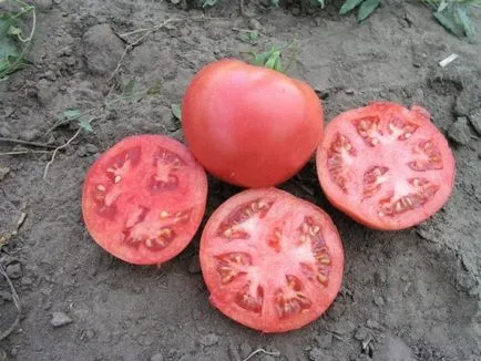 soiuri de tomate olandeze pentru câmp deschis