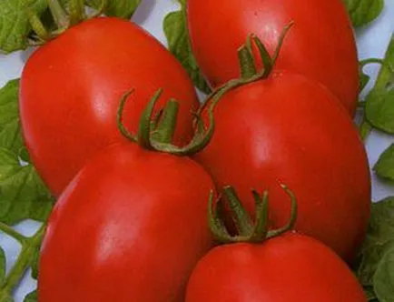 soiuri de tomate olandeze pentru câmp deschis