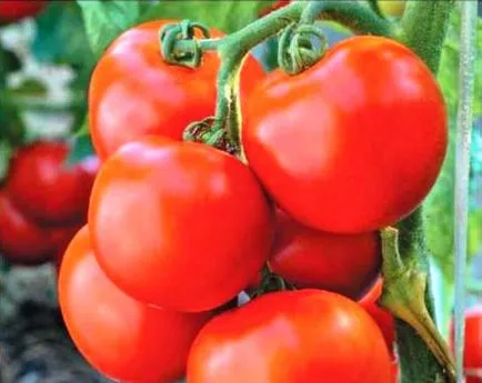soiuri de tomate olandeze pentru câmp deschis