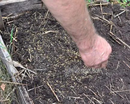 muștar alb ca un gunoi de grajd verde - când să semene și cosi, decât este util, modalități de a crește în primăvara și