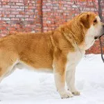 Spaniolă descriere Mastiff, caracter, îngrijire și foto