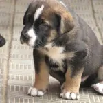 Spaniolă descriere Mastiff, caracter, îngrijire și foto