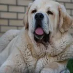 Spaniolă descriere Mastiff, caracter, îngrijire și foto