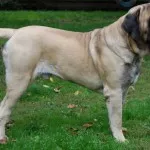 Spaniolă descriere Mastiff, caracter, îngrijire și foto