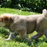 Spaniolă descriere Mastiff, caracter, îngrijire și foto