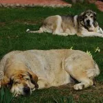 Spaniolă descriere Mastiff, caracter, îngrijire și foto