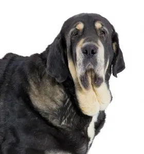 Spaniolă descriere Mastiff, caracter, îngrijire și foto