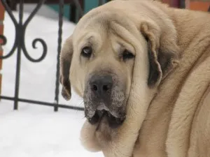 Spaniolă descriere Mastiff, caracter, îngrijire și foto