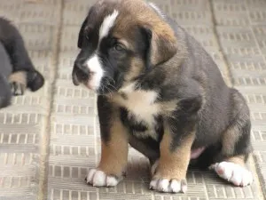 Spaniolă descriere Mastiff, caracter, îngrijire și foto