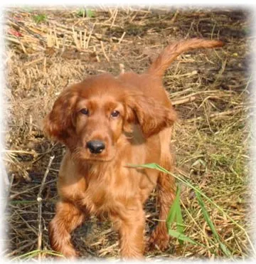 Setter irlandez, fotografie, îngrijire și formarea caracterului bolii vânătorului (setter irlandez) Setterul irlandez, fotografie, îngrijire și caracterul de formare a bolii vânătorului