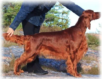 Setter irlandez, fotografie, îngrijire și formarea caracterului bolii vânătorului (formare) Setterul irlandez, fotografie, îngrijire și caracterul de formare a bolii vânătorului