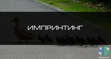 Imprinting ce este și cum funcționează, Blog 4brain