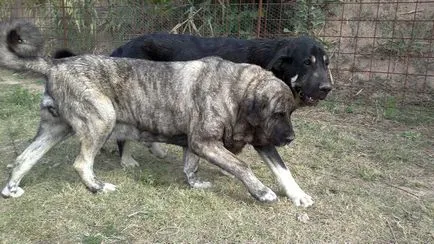 Spaniolă Mastiff spaniolă Mastiff fotografie