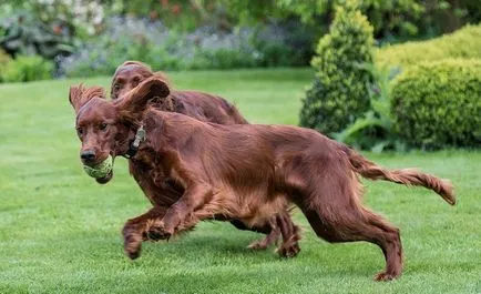 Irlandeză fotografie Setter, descriere rasa, caracterul și prețul (caracterul) Foto Setterul irlandez, descriere rasa, caracterul și preț