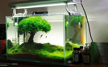 bonsai artificiale pentru etapa de mâini cu pas, cu fotografii, o clasă de master, modul de a face cele mai detaliate (bonsai artificial) bonsai artificiale pentru etapa de mâini cu pas, cu fotografii, o clasă de master, modul de a face cele mai detaliate