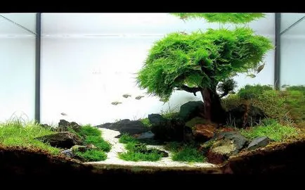 bonsai artificiale pentru etapa de mâini cu pas, cu fotografii, o clasă de master, modul de a face cele mai detaliate (bonsai artificial) bonsai artificiale pentru etapa de mâini cu pas, cu fotografii, o clasă de master, modul de a face cele mai detaliate