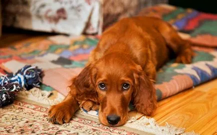 Irlandeză fotografie Setter, descriere rasa, caracterul și preț (rocă) Foto Setterul irlandez, descriere rasa, caracterul și preț