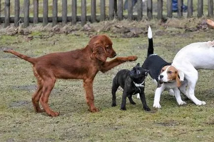 Irlandeză fotografie Setter, descriere rasa, caracterul și prețul (setter irlandez) Foto Setterul irlandez, descriere rasa, caracterul și preț