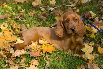 Setterul irlandez fotografie, descriere rasa, caracterul și preț (Setter) Foto Setterul irlandez, descriere rasa, caracterul și preț