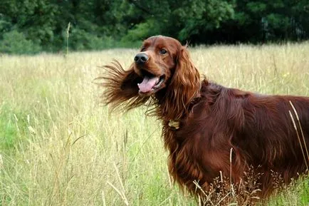 fotografie setter irlandez, descriere rasa, caracterul și preț (irlandeză) Foto Setterul irlandez, descriere rasa, caracterul și preț