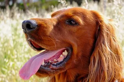 Irlandeză fotografie Setter, descriere rasa, caracterul și preț (foto) Foto Setterul irlandez, descriere rasa, caracterul și preț