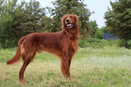 Irlandeză fotografie Setter, descriere rasa, caracterul și preț (rocă) Foto Setterul irlandez, descriere rasa, caracterul și preț