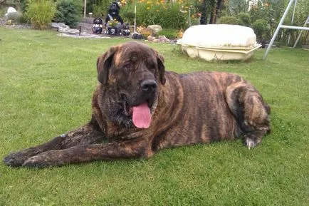 Spaniolă Mastiff spaniolă Mastiff fotografie