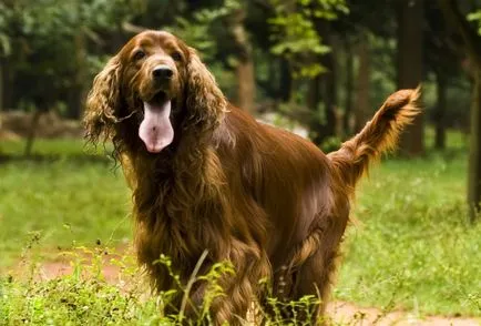 Irlandeză fotografie Setter, descriere rasa, caracterul și prețul (setter irlandez) Foto Setterul irlandez, descriere rasa, caracterul și preț