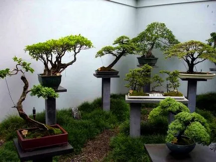 bonsai artificiale pentru etapa de mâini cu pas, cu fotografii, o clasă de master, modul de a face cele mai detaliate (bonsai artificial) bonsai artificiale pentru etapa de mâini cu pas, cu fotografii, o clasă de master, modul de a face cele mai detaliate